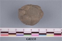 藏品(藤壺)的圖片